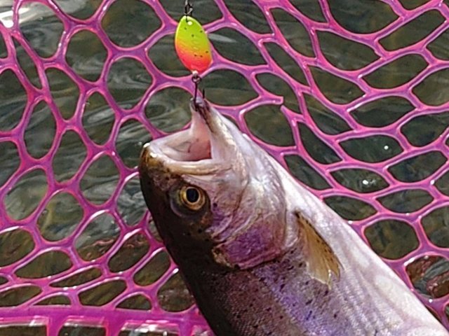 ダイワ スピニングリール 24ルビアス ST SF2000SS-P【即日発送】(ST