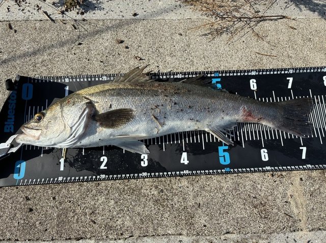 ダイワ シーバスロッド ラテオ 96M・K(スピニング 2ピース)【大型商品