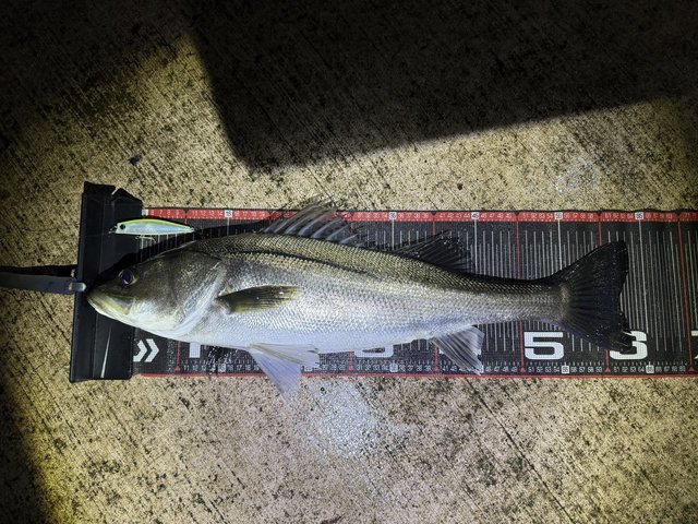 ダイワ シーバスロッド モアザン 93ML/M・J(2ピース)(93ML/M): 竿