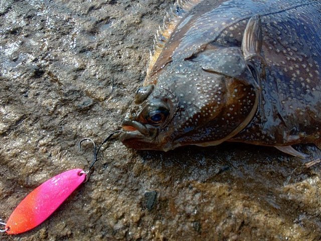 トランスセンデンス シーバスロッド カレンテス82|98S+ 2024年モデル