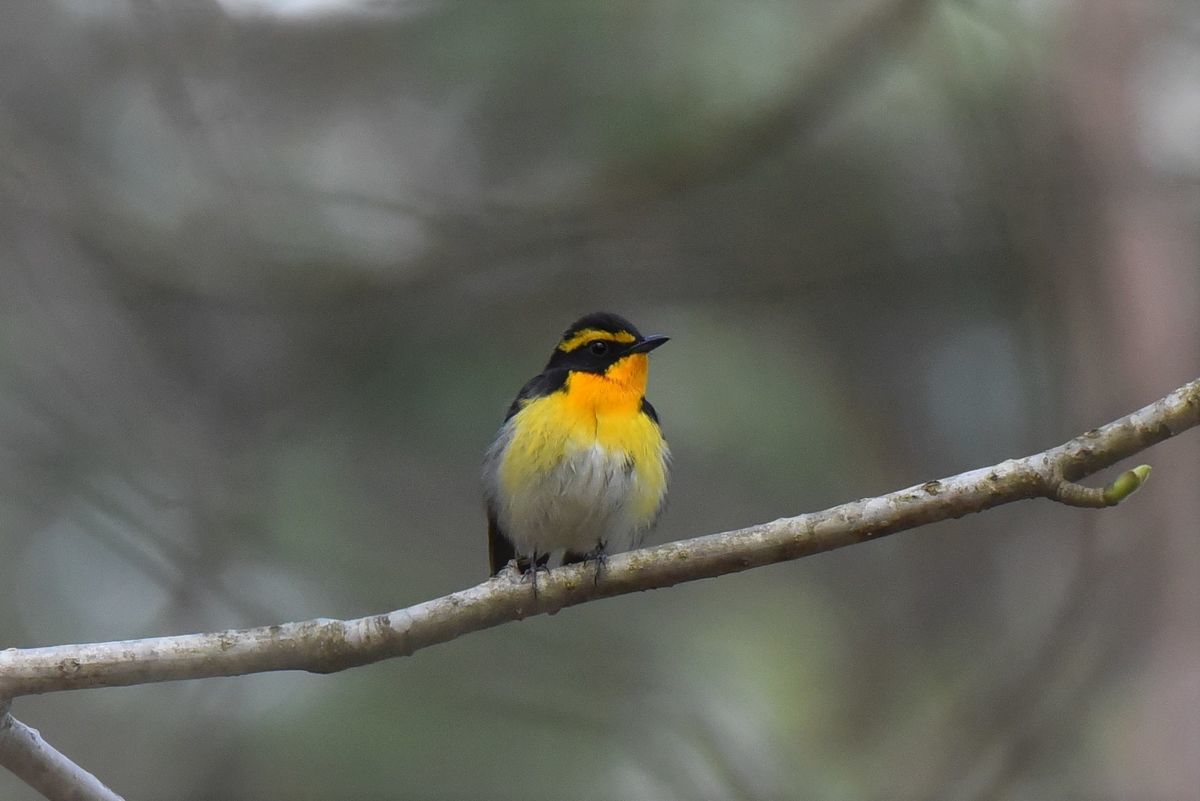 NIKON AF-S NIKKOR 200-500mm f/5.6E ED VR』で初心者が野鳥撮影を