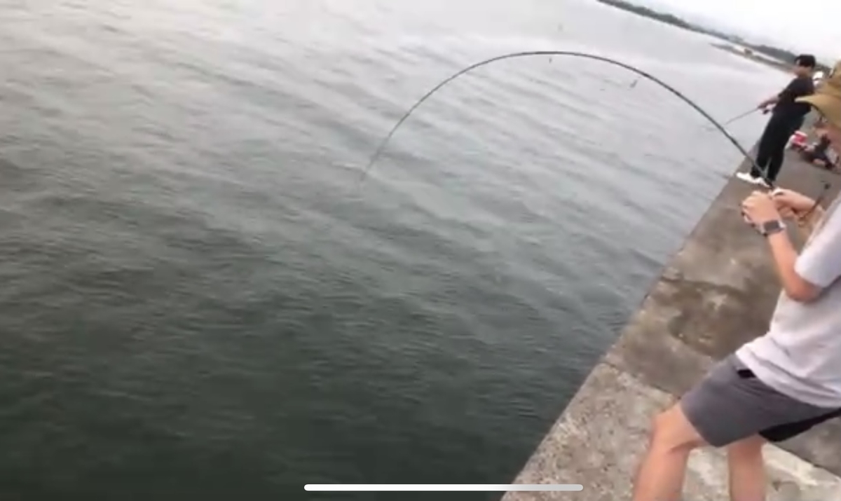 インプレ】ズームサファリ805Mを試投した感想！コンパクトなのによく