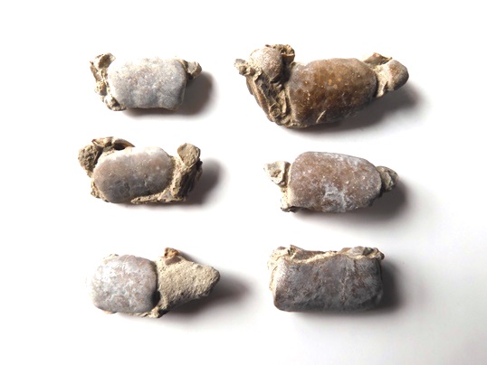 新生代第四紀完新世のカニ化石 - Ushidama Farm