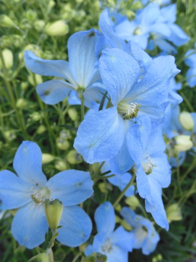 デルフィニウム - Ushidama Farm