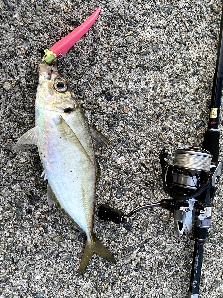 DAIWA】重さが魅力？19レグザ LT3000S-CXHをレビュー。クロスビートSW