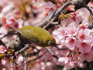 野鳥を撮影してみようとPEN用望遠レンズの購入（M.ZUIKO DIGITAL ED 75