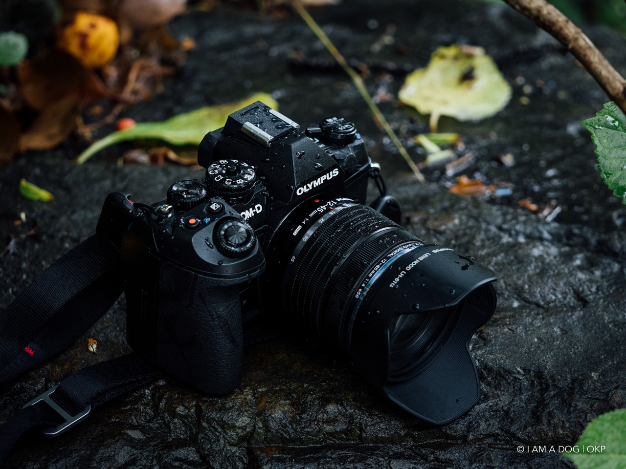 いいとこ取りの軽量標準ズーム：OLYMPUS M.ZUIKO DIGITAL ED 12-45mm