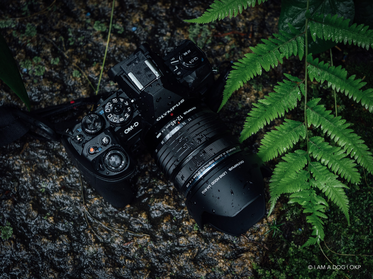 2本のPRO標準ズーム、12-40mm F2.8 PROとどちらを選ぶ？：OLYMPUS M