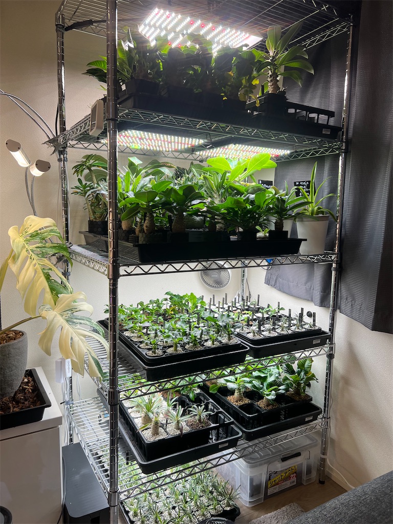 今日の園芸#37】植物棚増設、用土作り【2023/10/18】 - つばさブログ