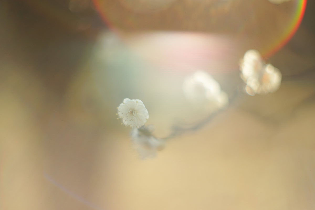 20. 「CANON LENS FL 58mm f1.2 (Ⅰ)」 ボケフォト的 作例