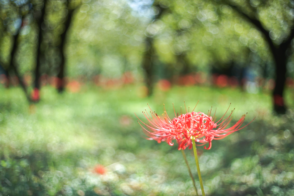 17. 「 Meyer-Optik Domiplan 50mm F2.8」ボケフォト的 作例