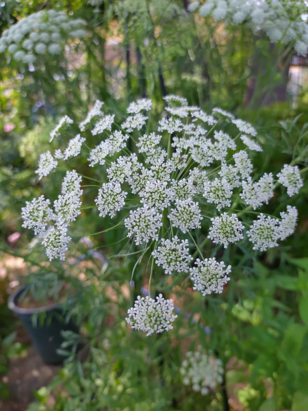 大きく育ったホワイトレースフラワー - 花が好き 庭が好き keiの