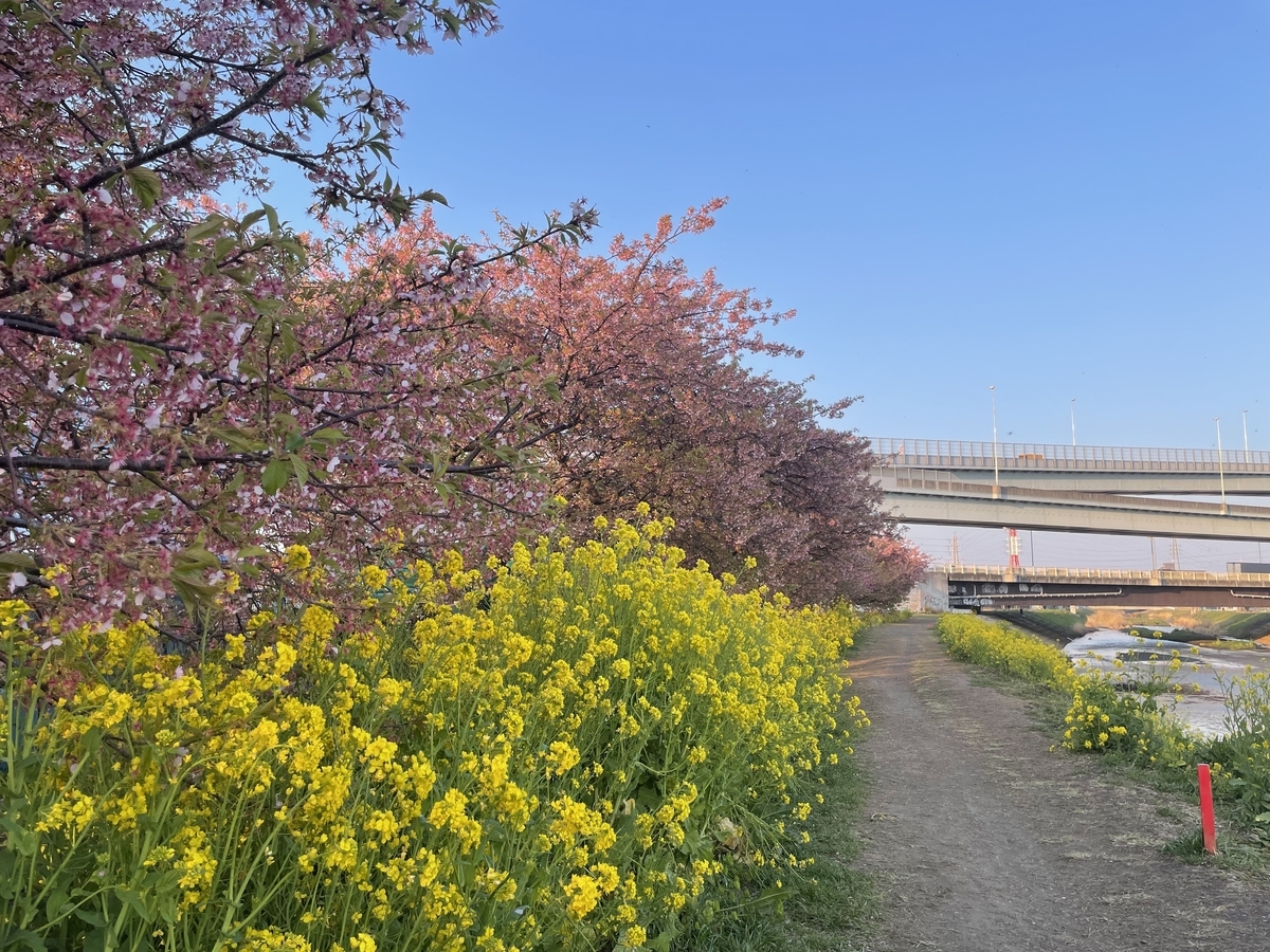 茅ヶ崎】小出川の河津桜とジャンクションを見に行ってみた - ダーク