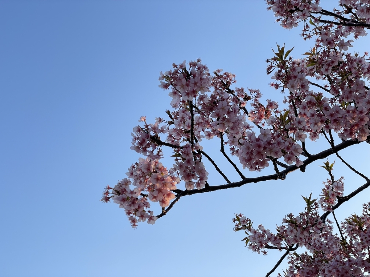 茅ヶ崎】小出川の河津桜とジャンクションを見に行ってみた - ダーク