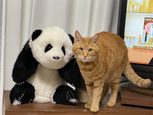 やってきたパンダは中国で一番人気のファーファ - こと子の日々の暮らし方