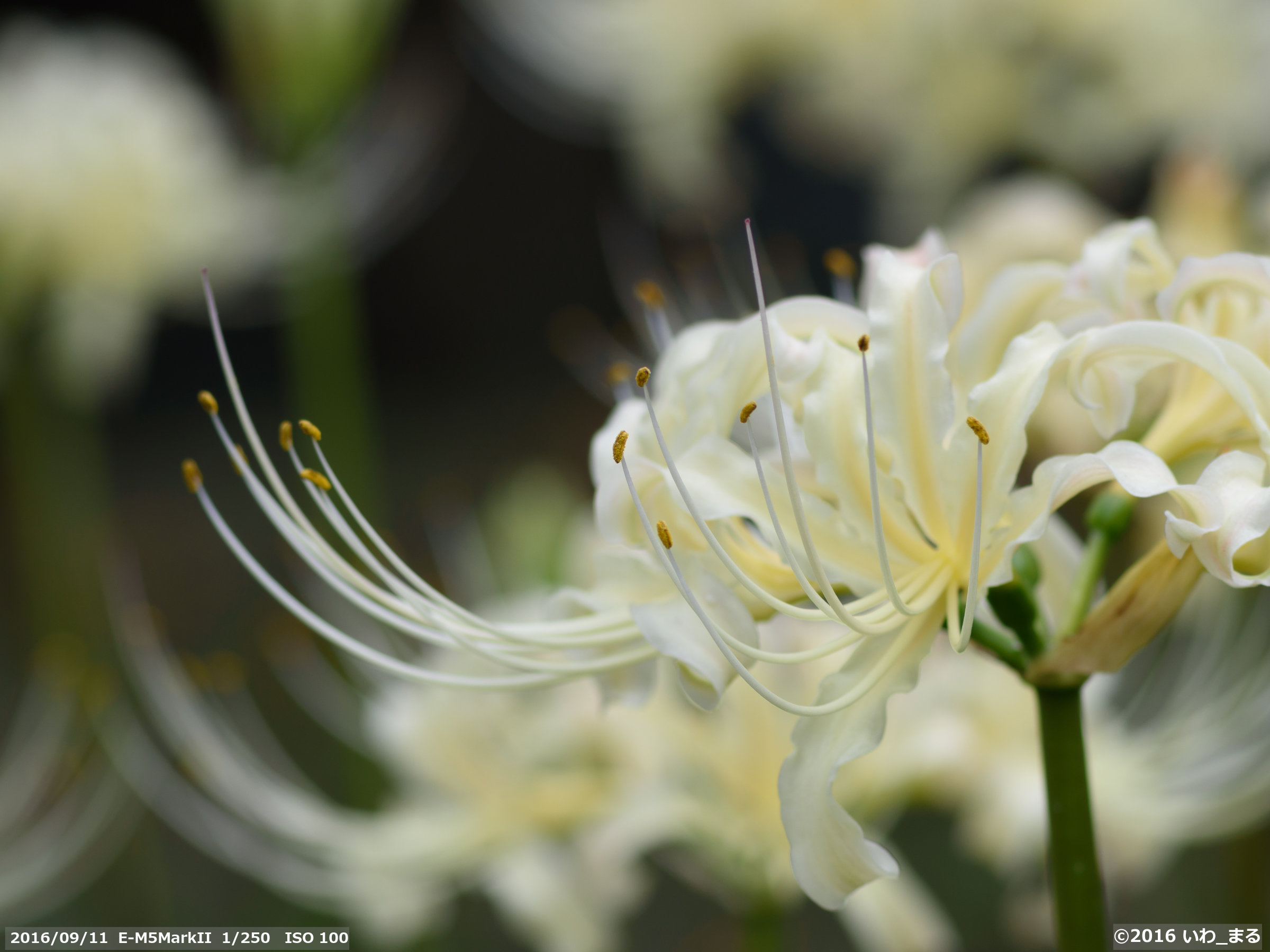 Canon New FD135mm F2.8 をマイクロフォーサーズで - photoいろ メモリーズ