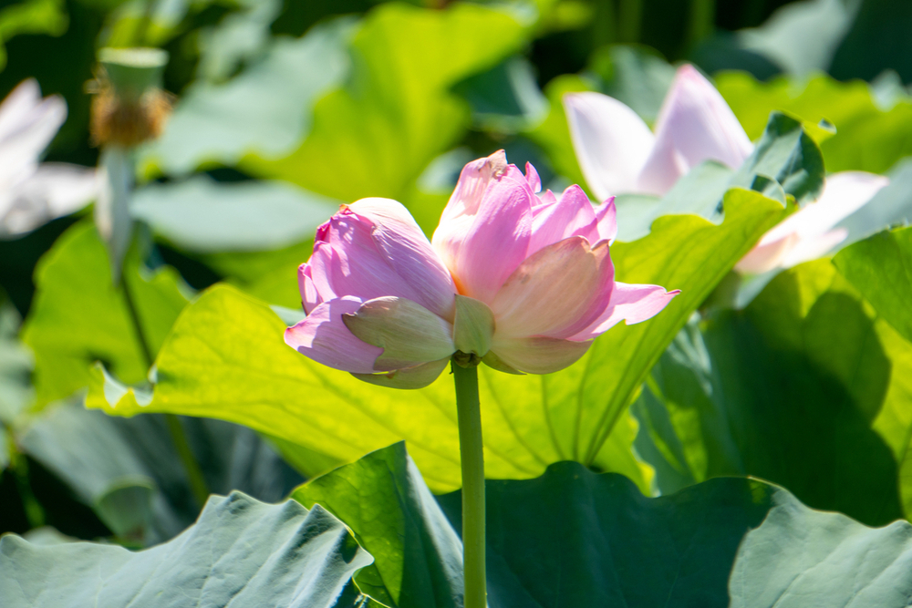 高田城址公園南堀の「双頭蓮」が開花 鑑賞期間は4日間ほど - 上越