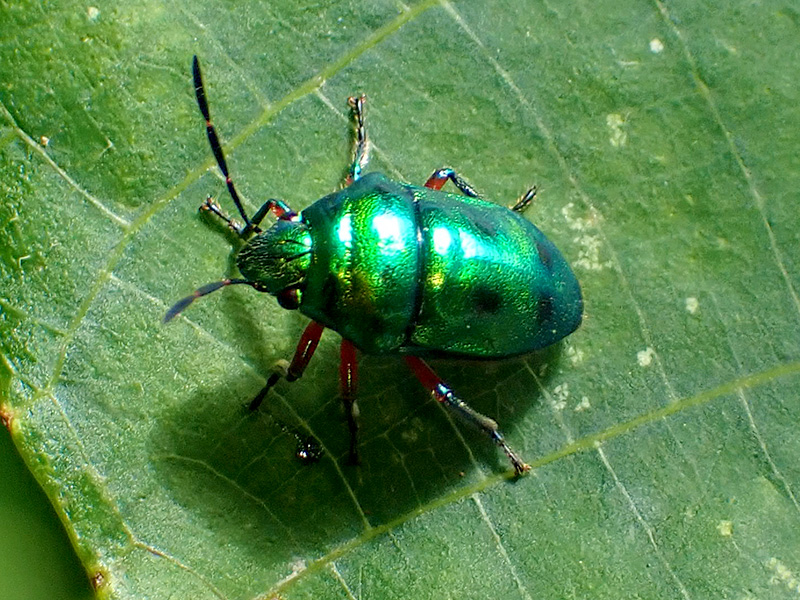 ナナホシキンカメムシとミヤコキンカメムシ｜沖縄の輝くカメムシたち