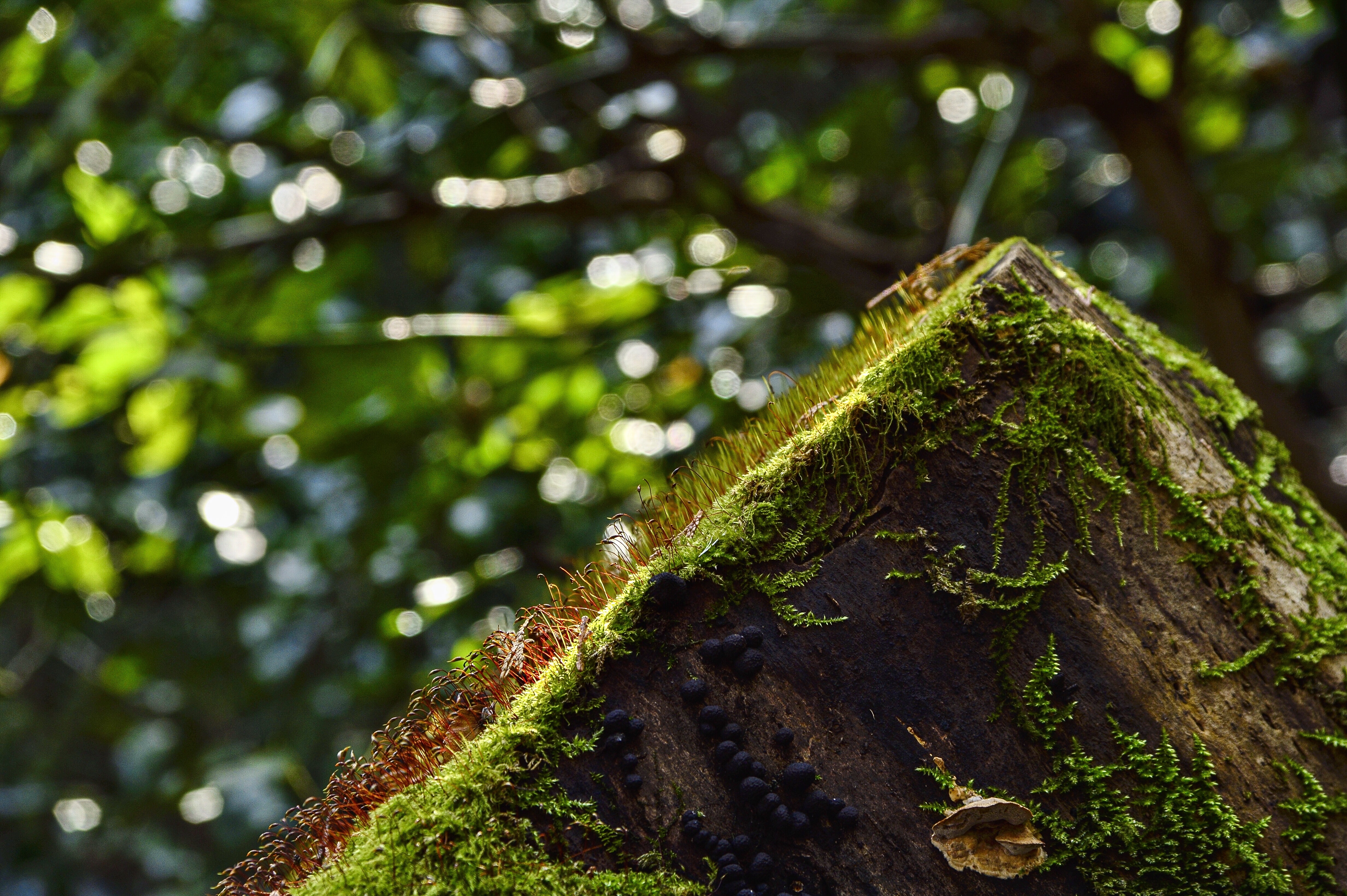 NikonDf ＋ NIKKOR-S Auto 50mm F1.4作例集 - 独眼流正宗