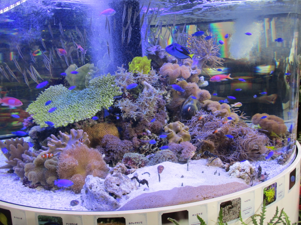 東京ドーム世界らん展日本大賞2018 - まつこの庭