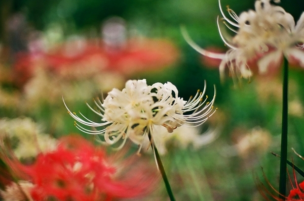 個別「Nikon F3 HP+Ai Nikkor 50mm f/1.4 4」の写真、画像 - 元