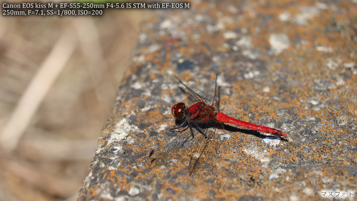 レビュー】Canon EF-S 55-250mm F4-5.6 IS STM - ヤマネコ目線