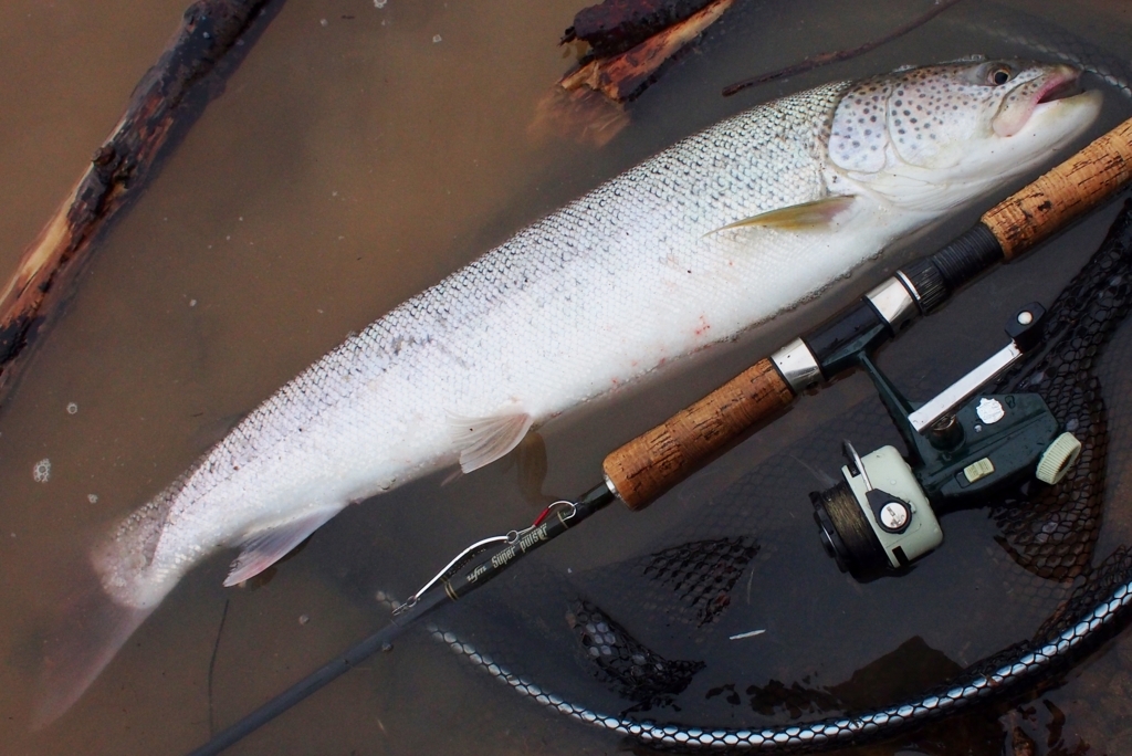 アブ カーディナル44 - 釣りにゃんだろう