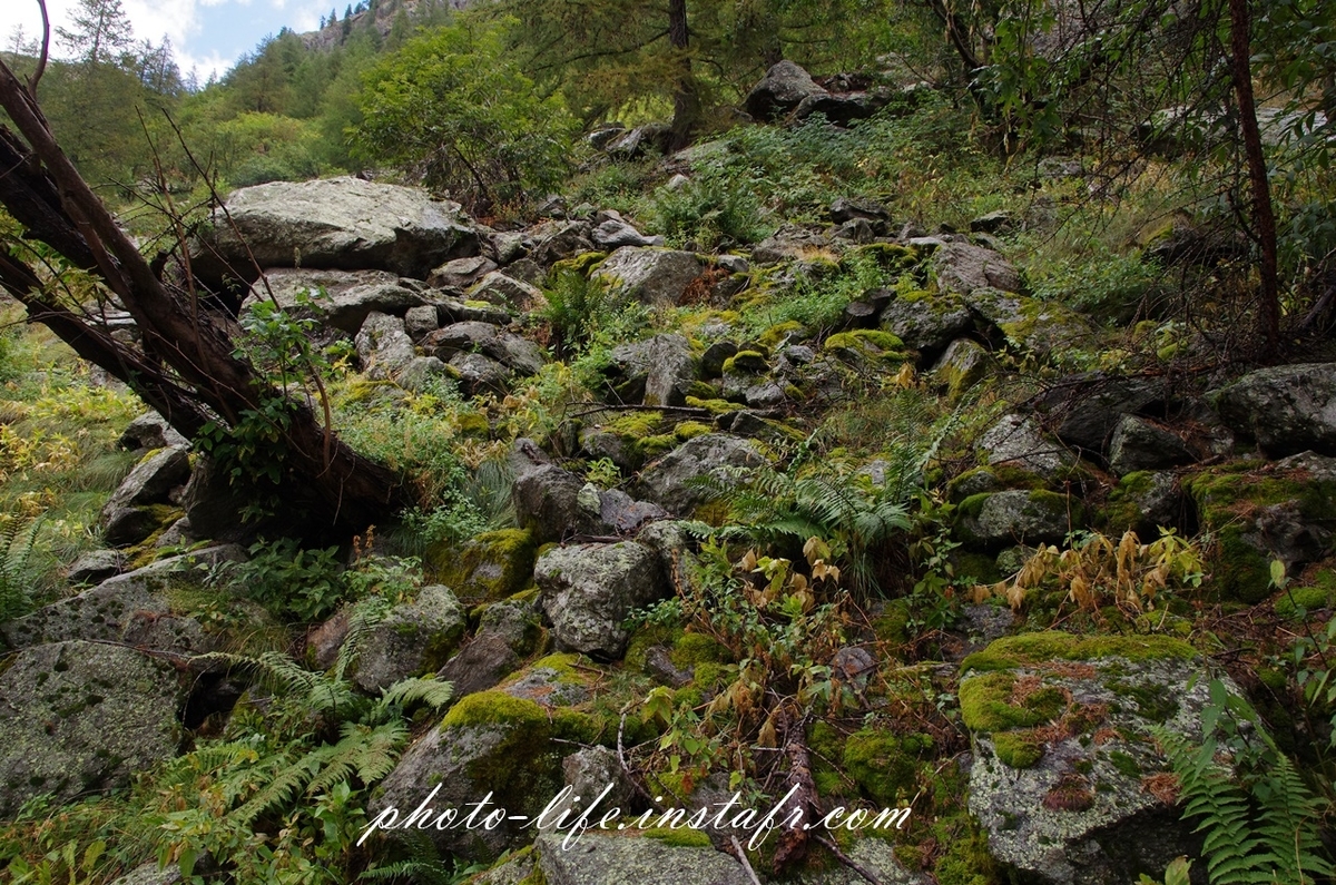 PENTAX K-5で森を撮る【レビュー・センサースコア・作例】 - 型落ち