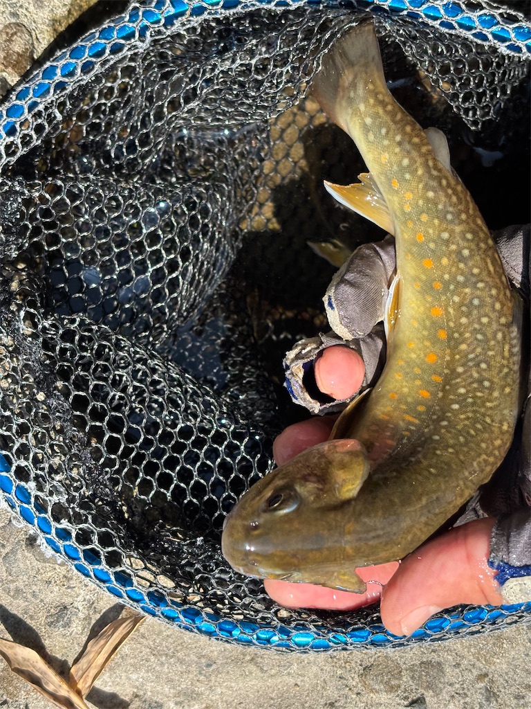 いよいよ長良川トラウトに挑む - ピロキ vs 長良川トラウト