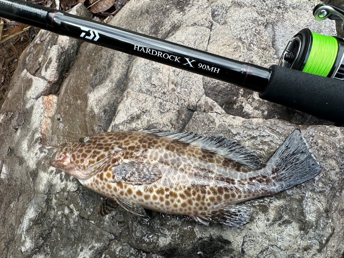 ダイワ24ハードロックX】実釣インプレ！ハタゲームでの評価と本音