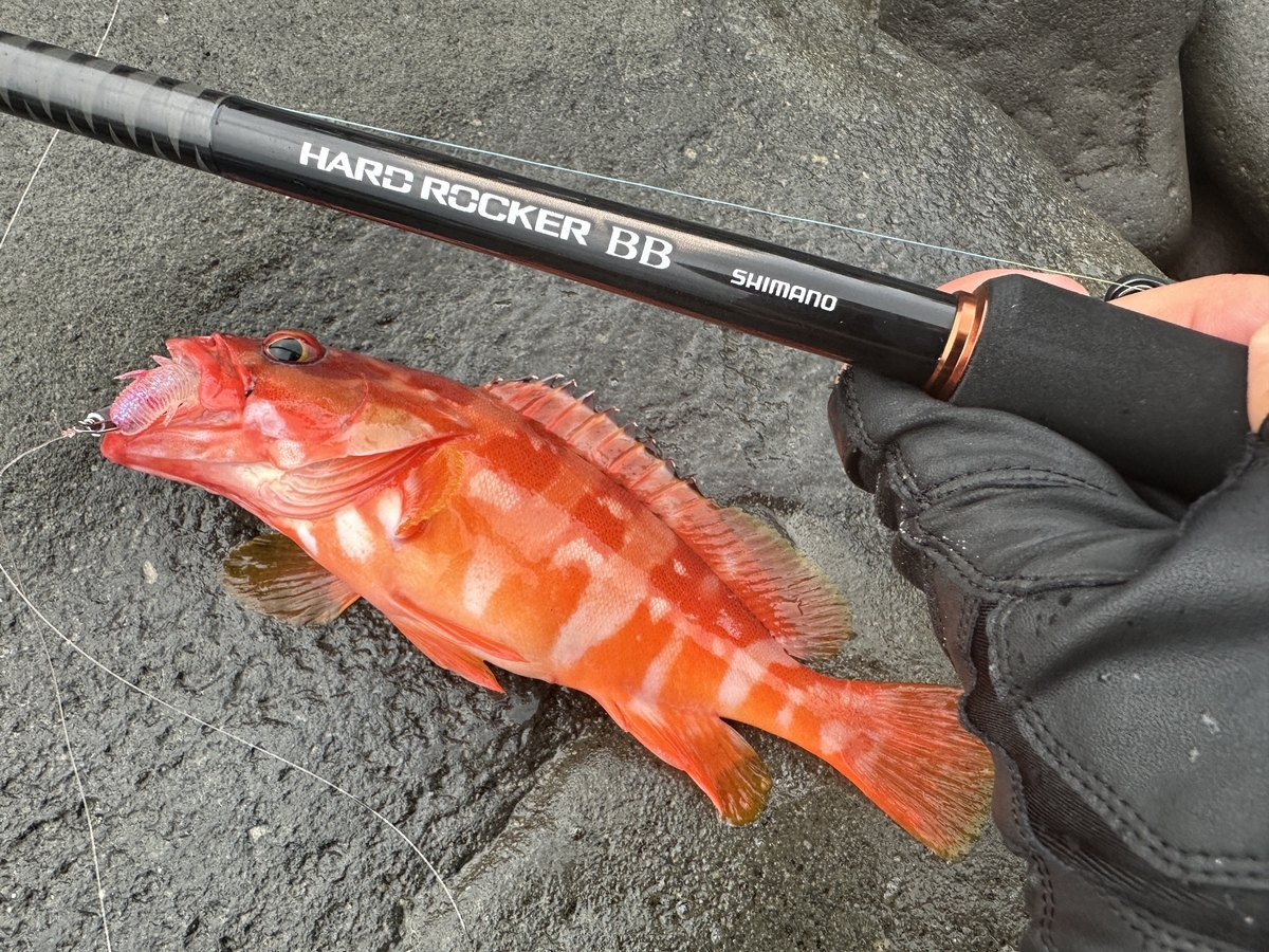 シマノ24ハードロッカーBB】実釣インプレ！ハタゲームでの評価と本音