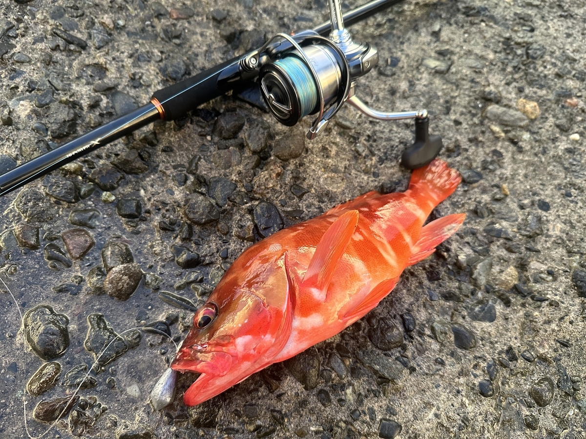 シマノ24ハードロッカーBB】実釣インプレ！ハタゲームでの評価と本音