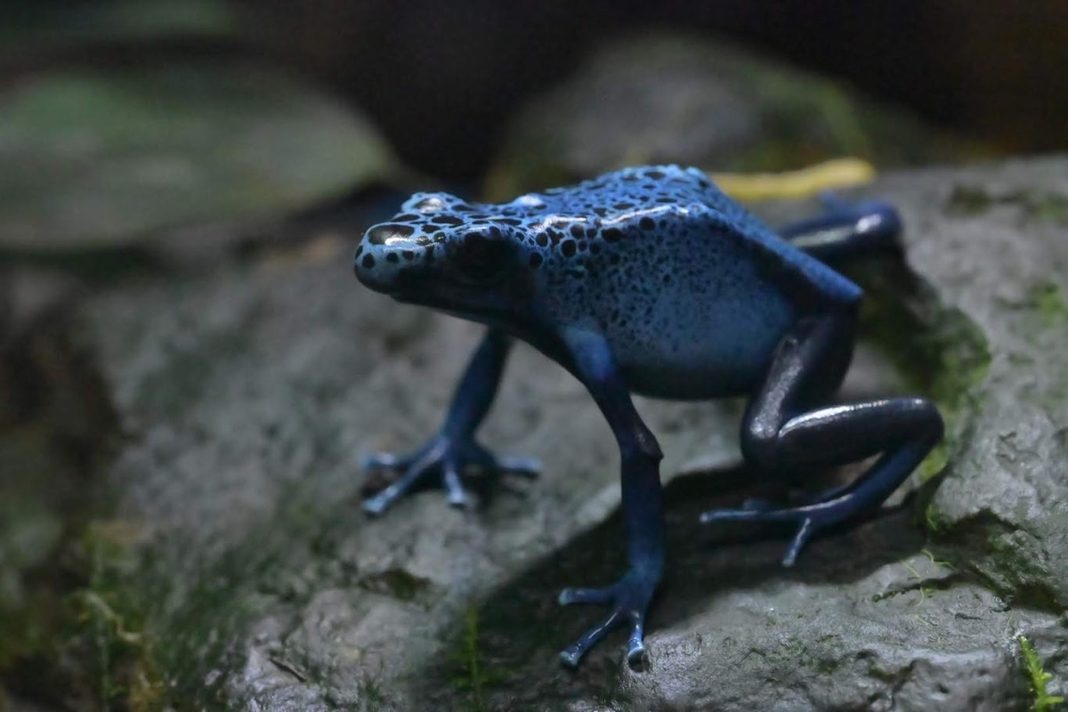 🐸体感型カエル館 KawaZoo❗️ - photo & hobby