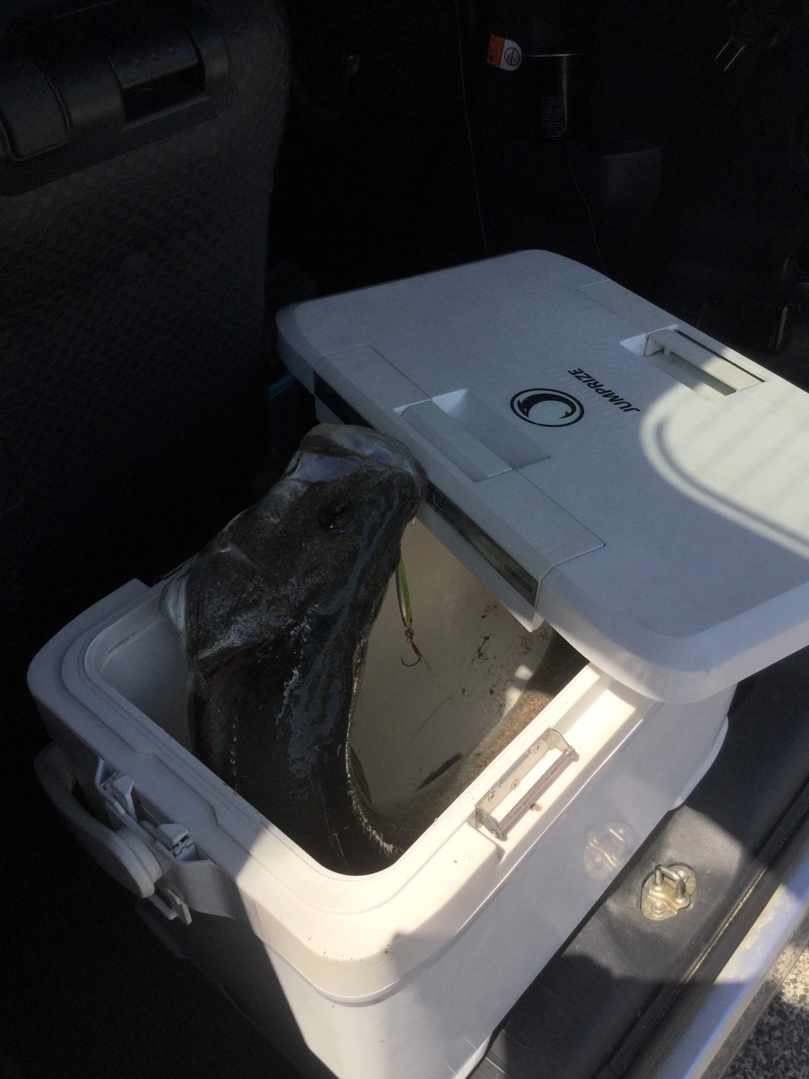 必読！】釣り用クーラーボックスはコスパで選ぶのが最強な理由「ダイワ