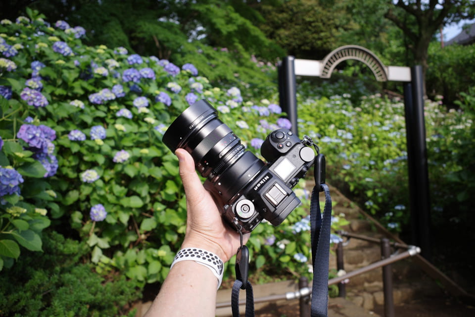 Carl Zeiss Makro-Planar T* 2/50 ZF.2で多摩川台公園のアジサイを撮っ