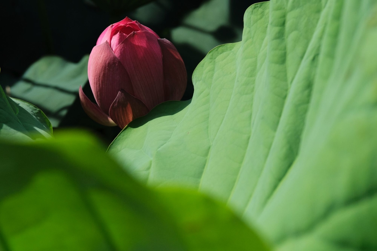 ｼﾞｬﾝｸなﾚﾝｽﾞで蓮を撮りに行ってみた 5 RMC Tokina 35-70mm F3.5 編