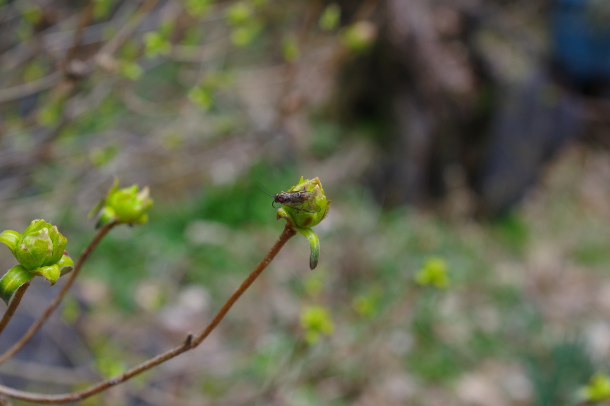 RMC Tokina 35-70mm F3.5 - 古レンズの風に吹かれて