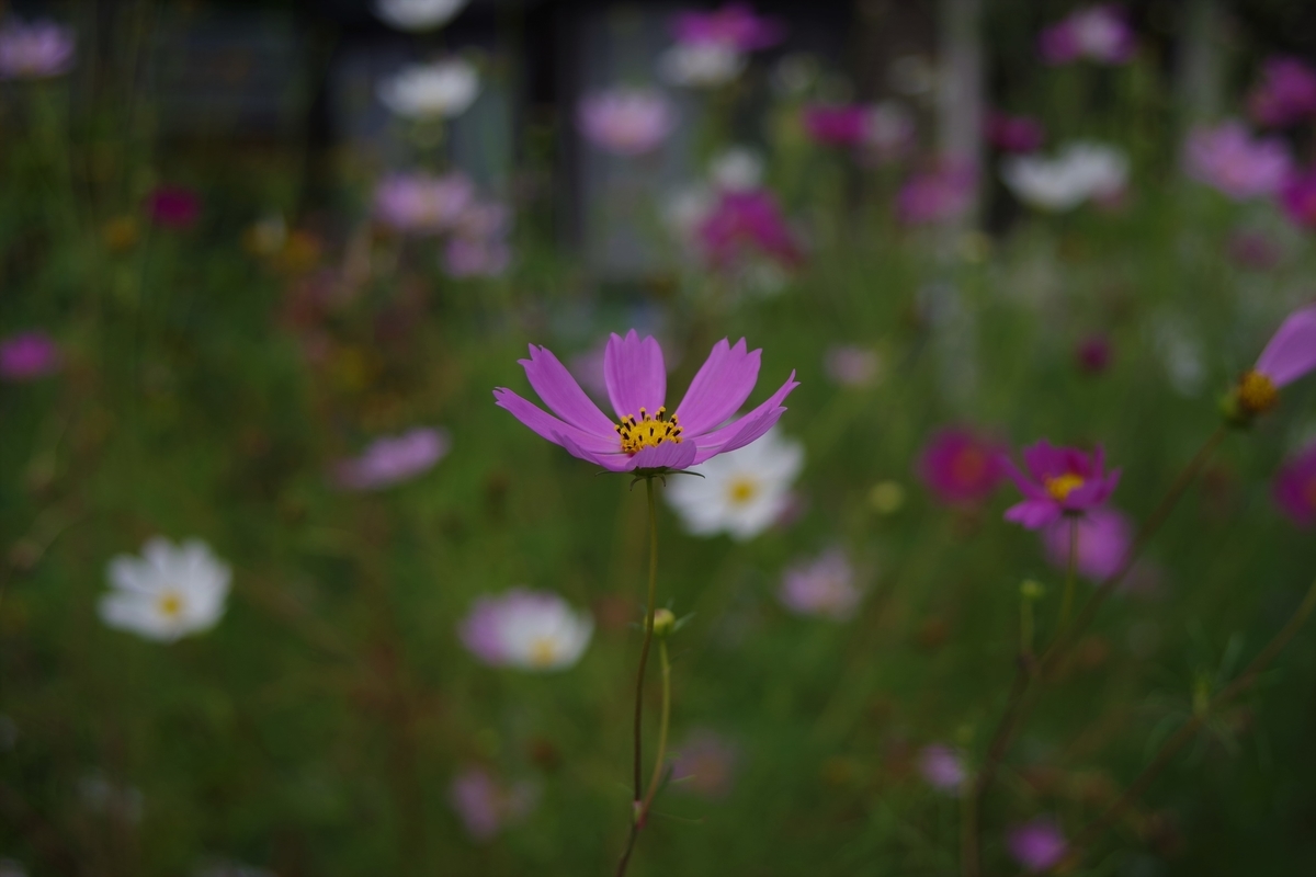 SUN MULTI WIDE 24mm F2.8 - 古レンズの風に吹かれて