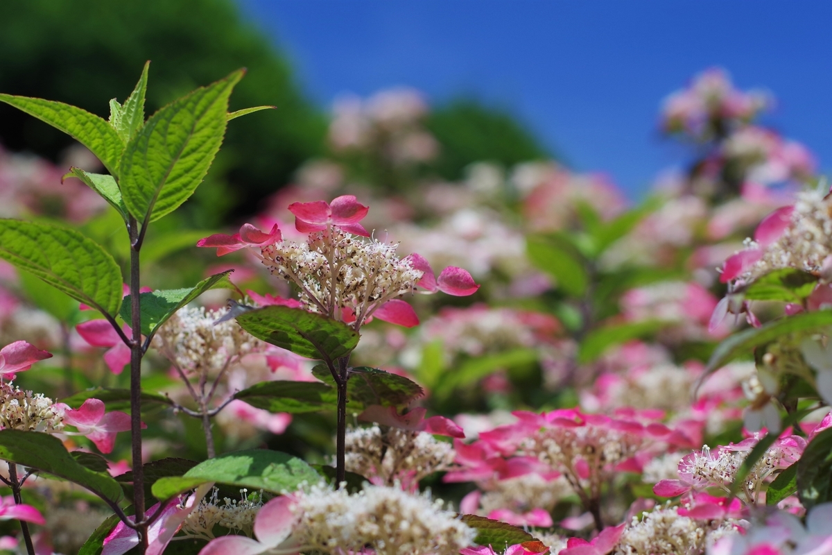 AUTO YASHINON DS-M 50mm F1.7 - 古レンズの風に吹かれて