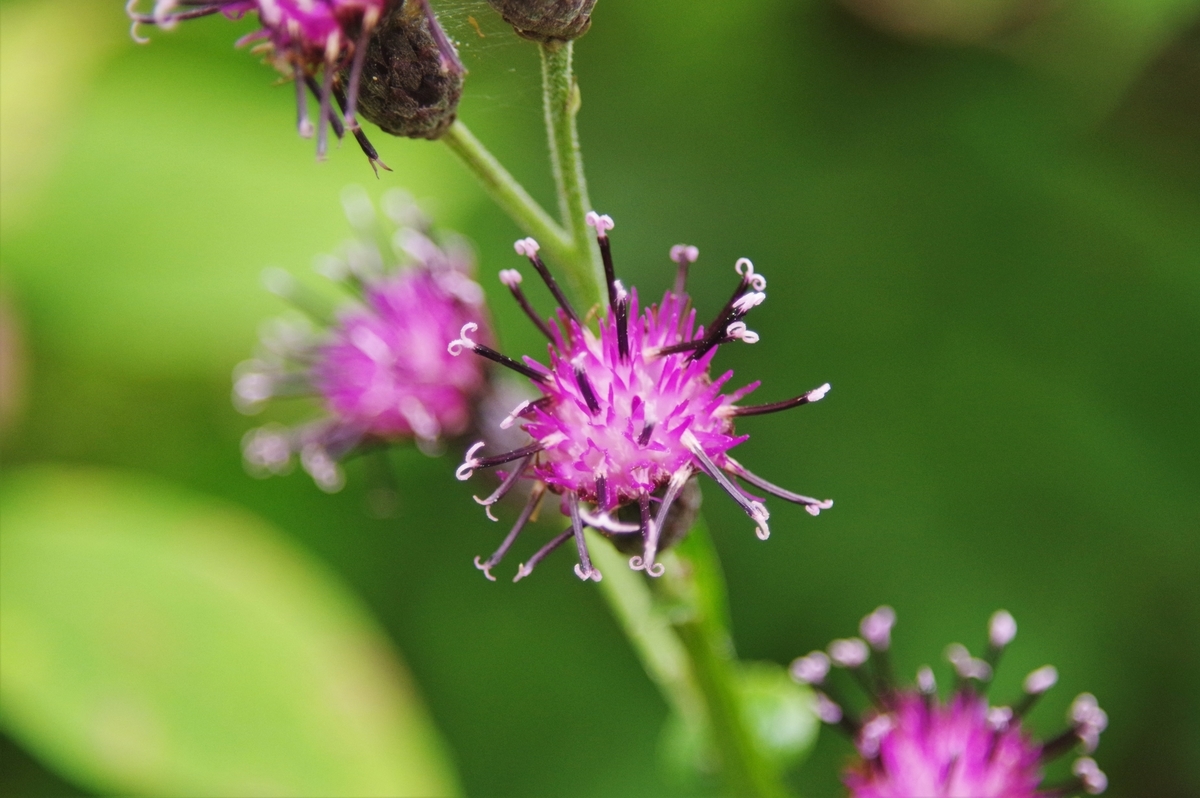 CANON FL 50mm F3.5 MACRO - 古レンズの風に吹かれて