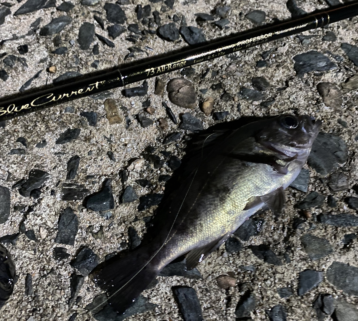 BlueCurrent 73 All-Range tz/nano professor のインプレ - ft ブログ