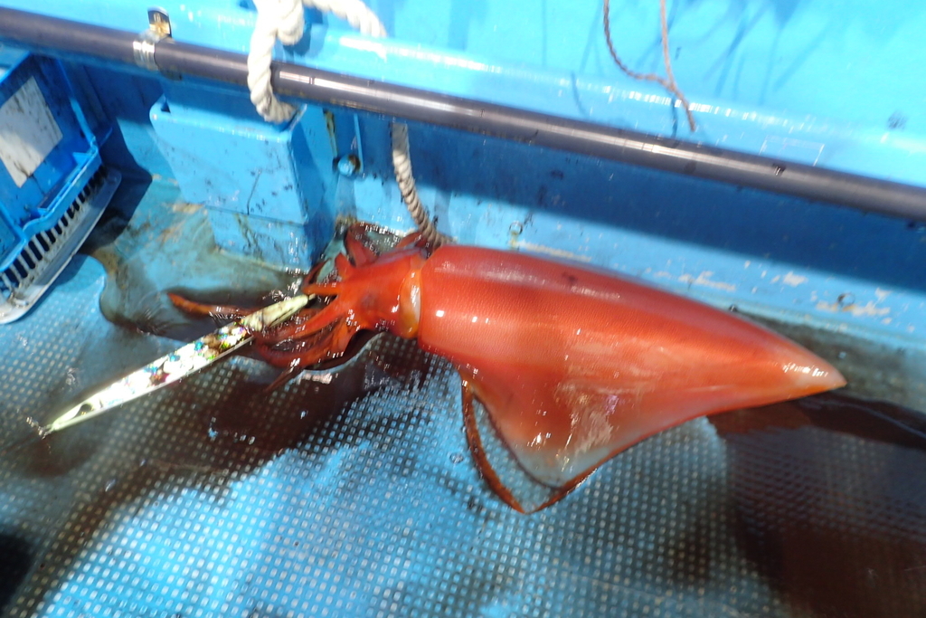 日本海のモンスター タルイカ（ソデイカ）が見てみたいからジギングで