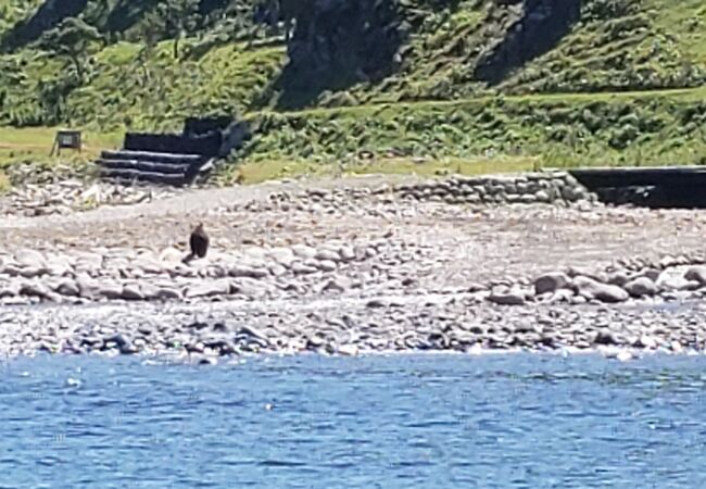 知床クルーザー観光船 ドルフィン クチコミ・アクセス・周辺情報｜知床