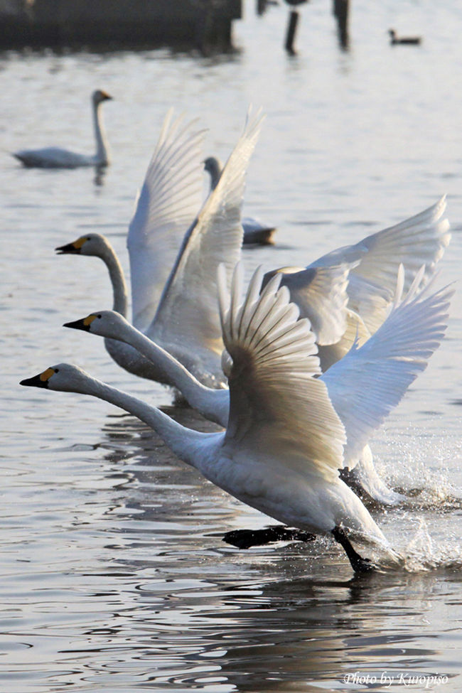 白鳥の飛来地、朝日に輝く瓢湖（ひょうこ）。ラムサール条約登録の地
