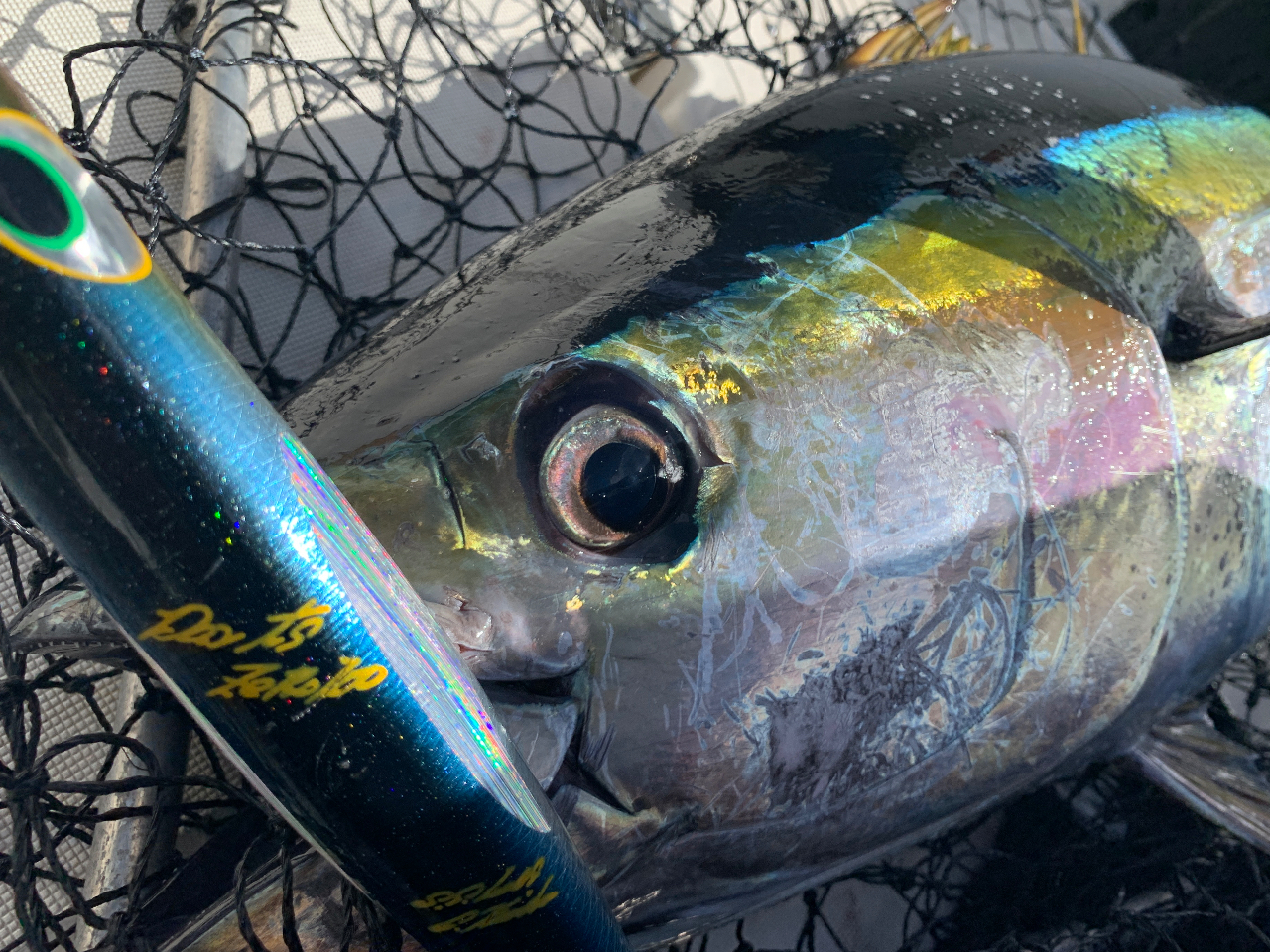 木更津発～マグロルアーフィシング！釣れてますよ【チャーター便