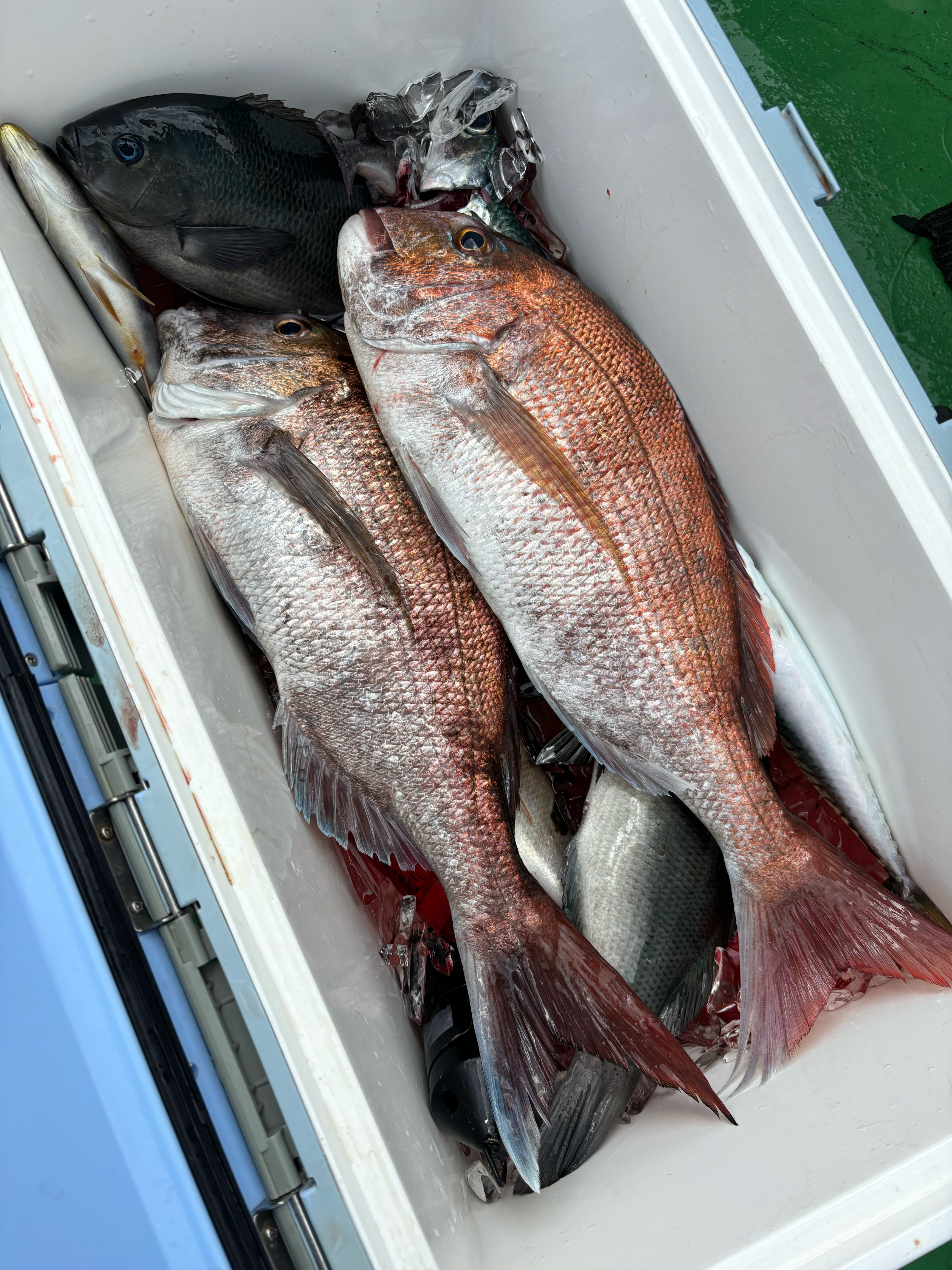 鈴清丸（すずきよまる）松輪・剣崎