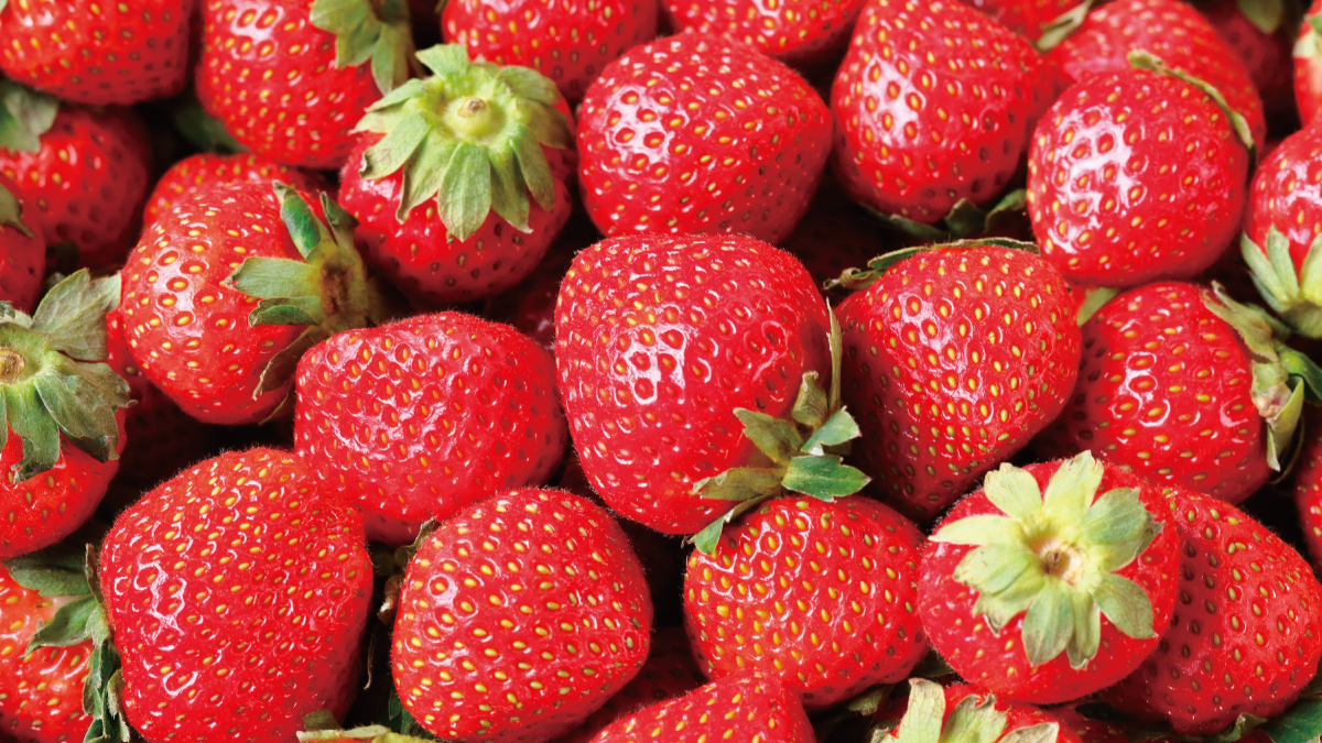 甘さたっぷり旬のいちご食べ放題！ いちご狩り「フェリーチェ