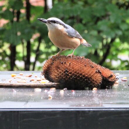 Canon PowerShot SX610 HS sample photos - ExploreCams