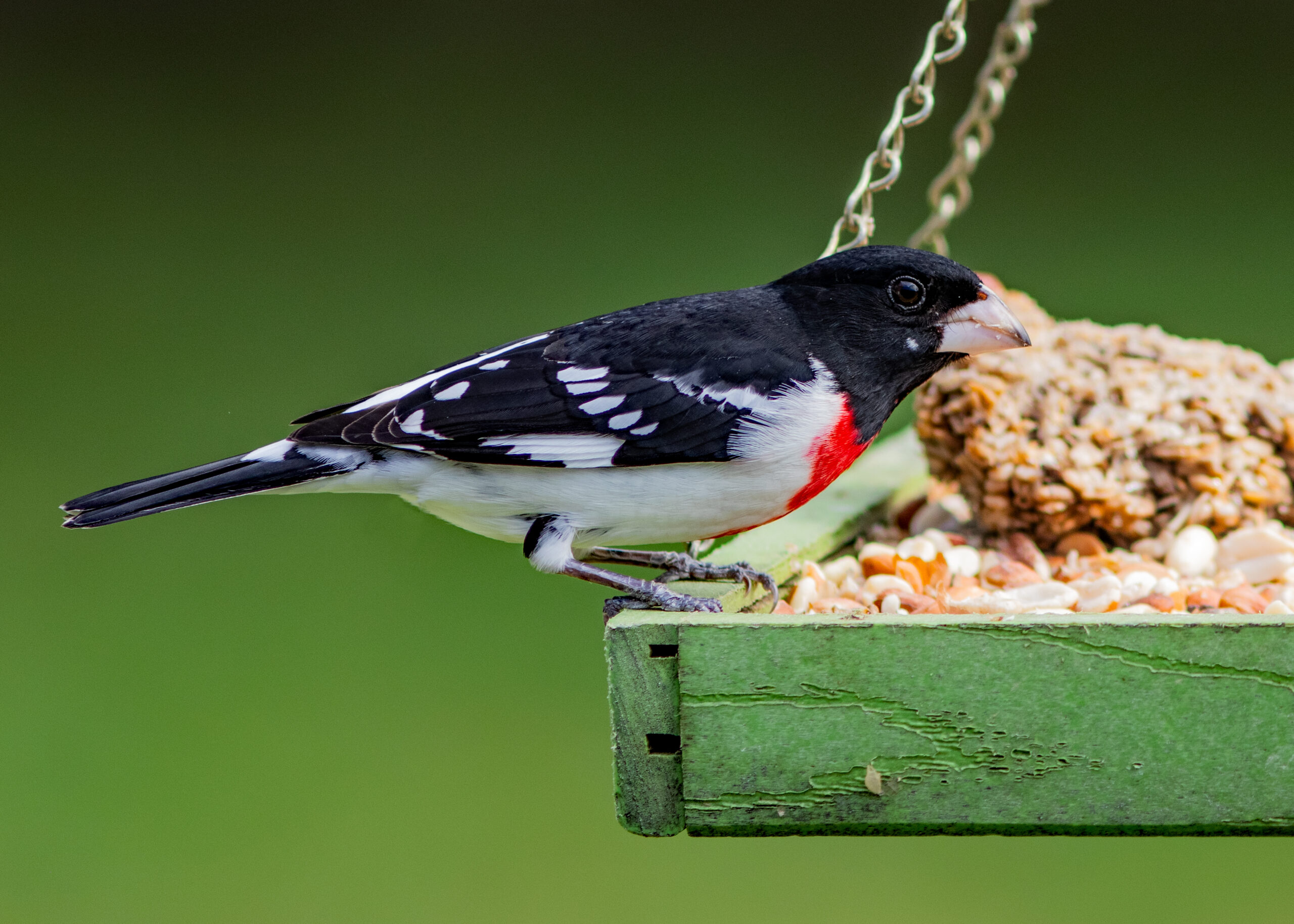 Rose-breasted Grosbeak - Project FeederWatch