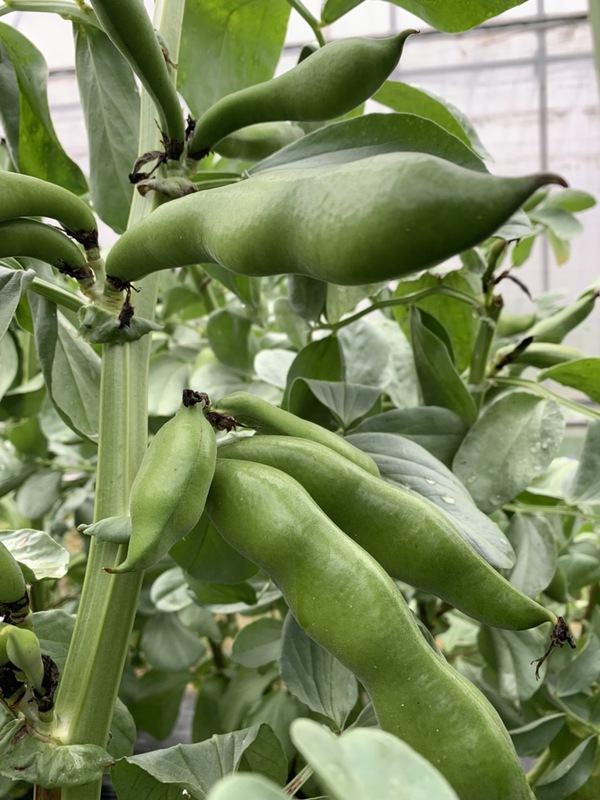 知ってください、尼崎の伝統野菜 「一寸ソラマメ」の即売会を実施し